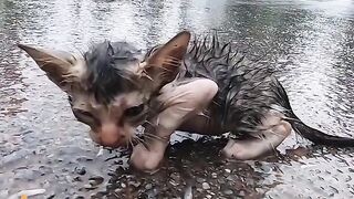 My Heart Will Dry And Wipe The Tears Running Down The Corner Of The Motherless Little Kitten's Eyes