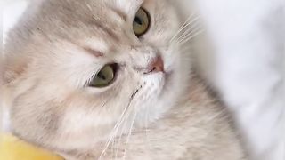 Cute cats