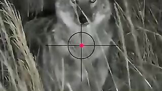 Wolf Hunt Noght vision