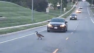 Birds respect #beautifulbirds