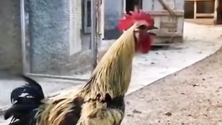 style of the Cock