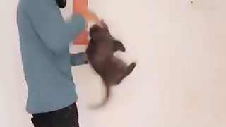 cat transformation