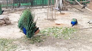 Pecock ????