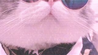 Beautiful funny Cat Vedio
