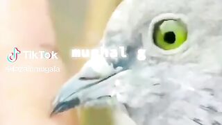 Kabutar