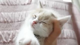 Funny cat by Chiro