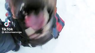 The dog is glued