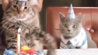 Cute cats ????????