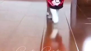 Beautiful funny Cat Vedio