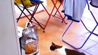 Funny cat short