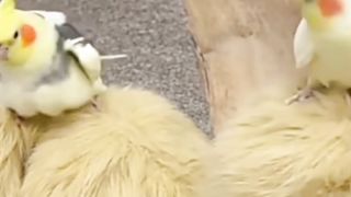 Cooktail dancing on the Dog ????????