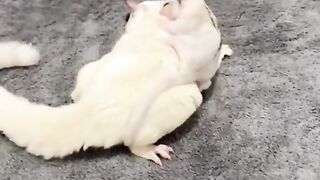 Sugar Glider|Cute animal|sugar glider with baby.