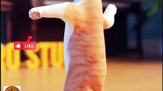 Cute Cat Dance