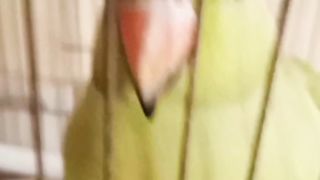 Green parrot/ talking parrot ????/