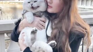 Big.British.Cat.meows.is.in.Cat