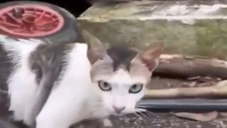 You Definitely Laugh_ I Believe In It  - Funniest Videos -- Best Part9