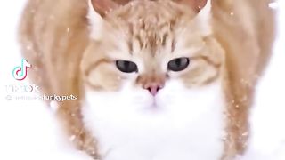 Cute Cate