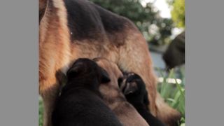 German sheperd!