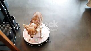 Funny Dog video