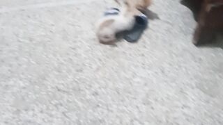 My kittens playing with the shoes
