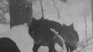 WOLFs WoW