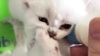 Adorable kittens cuteness overloaded #funny #kittens #pets