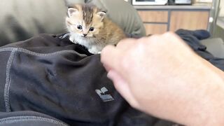 Tiny kitten Kiki meows loudly at a big man to wake up and play with him and his brother