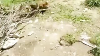 chicken protect baby ????