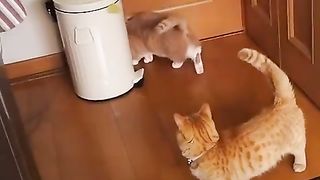 Cute cat