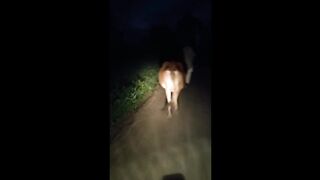 Cow for seal