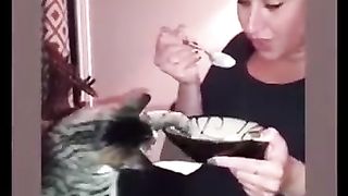 Funny Cat Biggest Fun