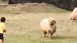 Funny video
