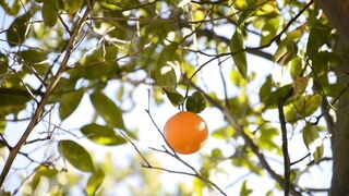 The day start with Fruit ????????