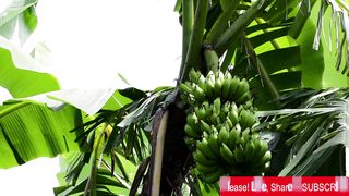health benefits of banana