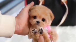 Cute animals Videos Compilation cute moment of the animals - Cutest Animals Part 1