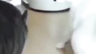 The best funny cute cats viral clips