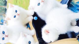 The Kitten Show