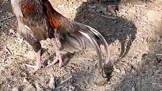 Long Tail Sindhi Aseel birds