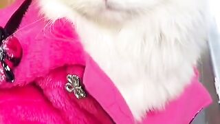 Little beautiful cat ????