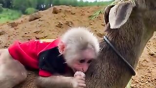 Baby monkey BiBi loves to ride on goat.