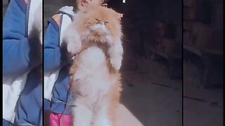 persian cat