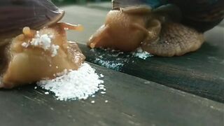 snails eating compition