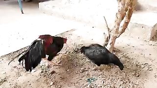 Most beautiful Bird in world