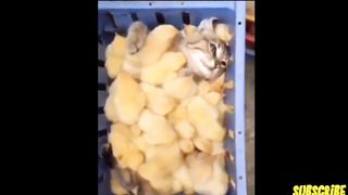 Funny chick meet cat