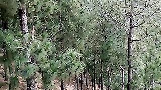 Mountain Forest | Amazing Nature |