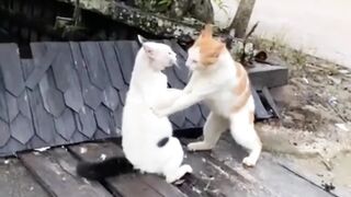 Funny ???? cats video