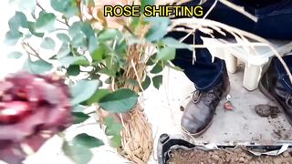 Rose shifting