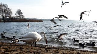 Beautiful Swan