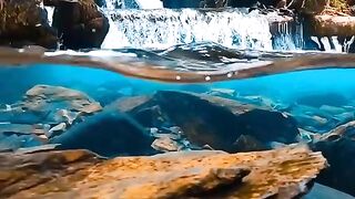 Best amusing video