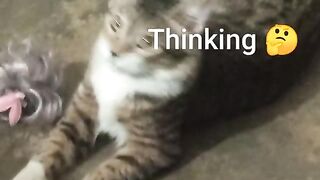 Funny cat thinking